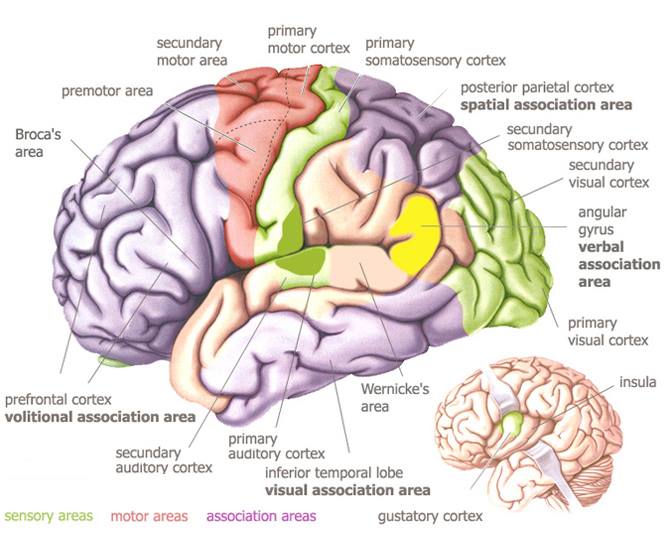 Human Brain, Regions, Functions – The Institute of Natural Law.